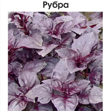 Рубра