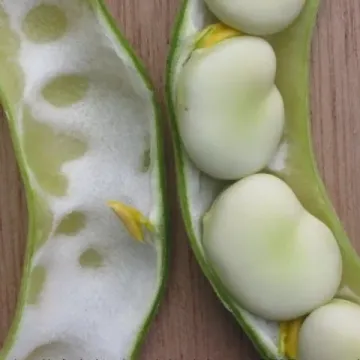 Орлецкие