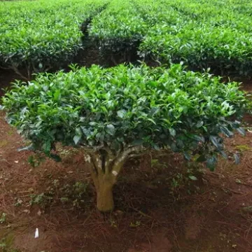Вано