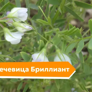Бриллиант