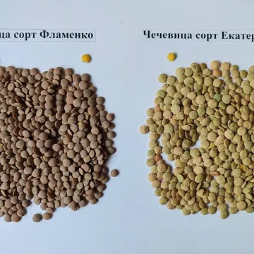Фламенко