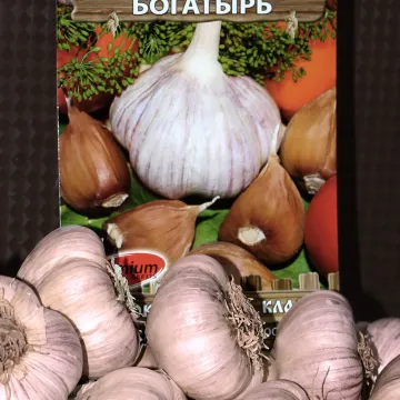 Богатырь