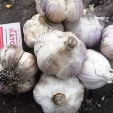 Луч