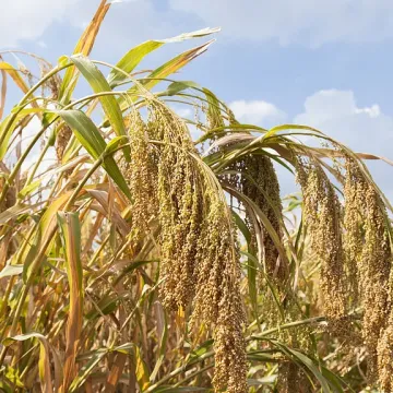 Фиеста