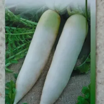 Вакула