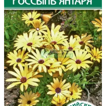 Янтарь