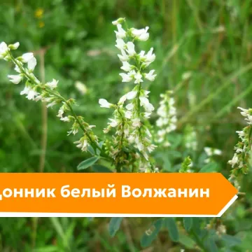 Волжанин