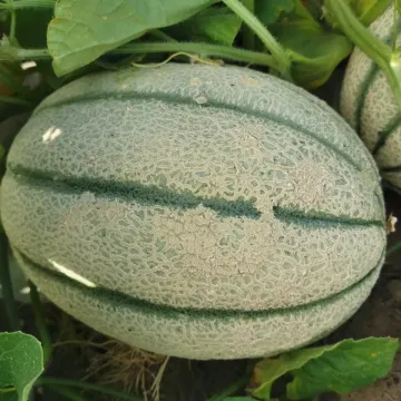 Каротель