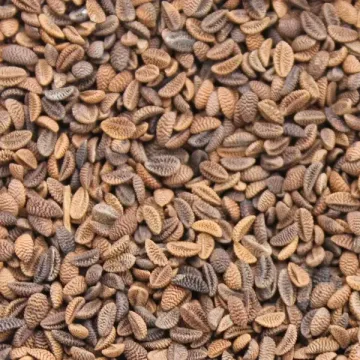 Алёшинская