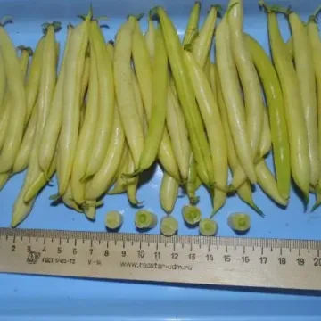 FEDOSEEVNA