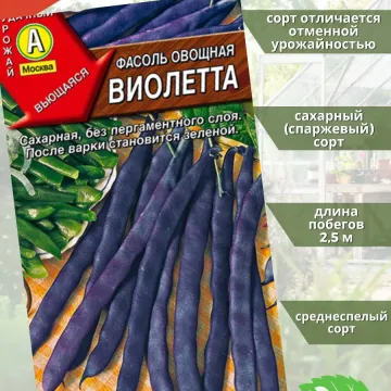 Violetta