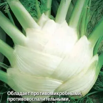Казанова