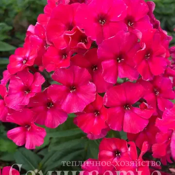 Нелли