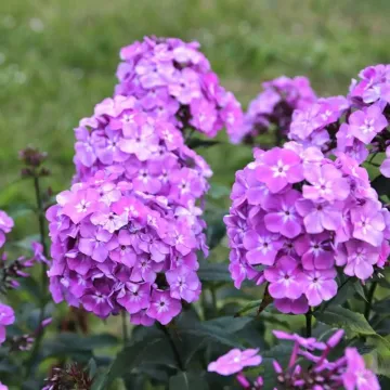 Селена