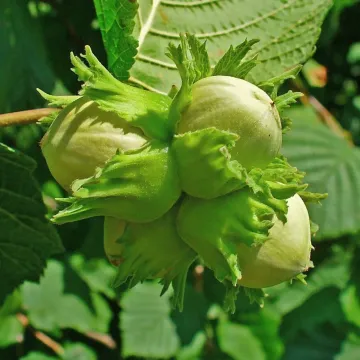 Тонда Францескана