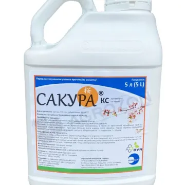 Сакура