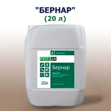 Бернар