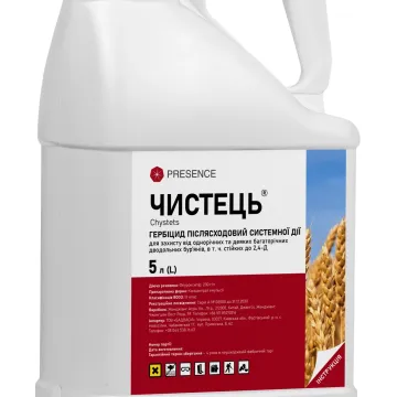 Чистец