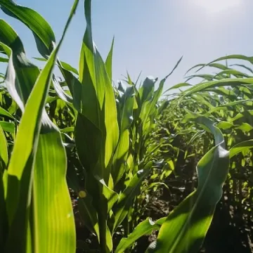 Мезотрекс, КС, гербицид