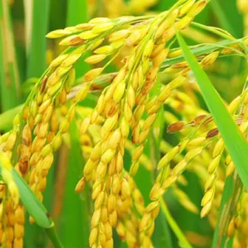 Селамид