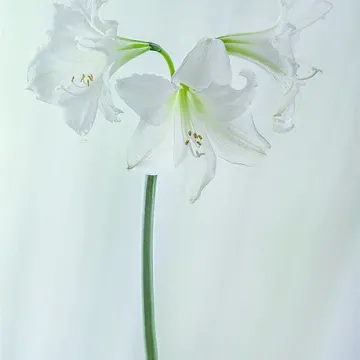Инна