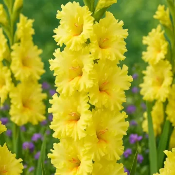 Санрей
