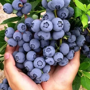Голубая Россыпь