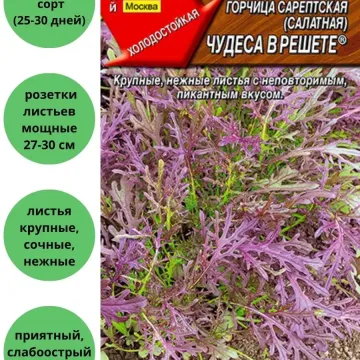 Дива В Решіті