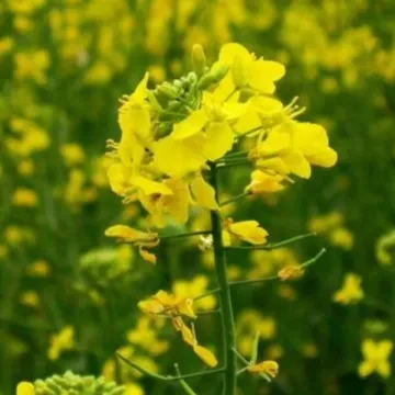 Каролина