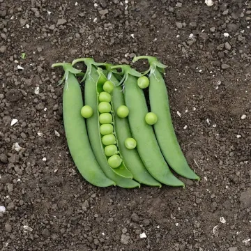 Глоріверт