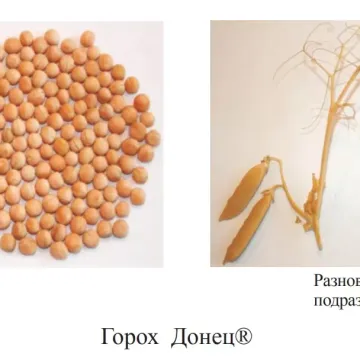 Донец