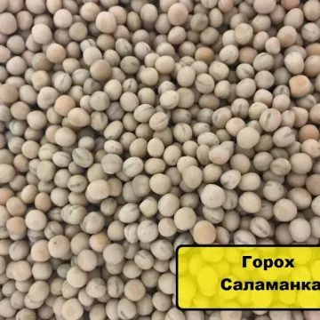 Саламанка