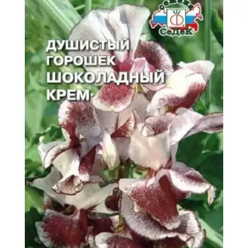 Шоколадница