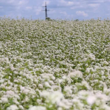 Амурская Местная