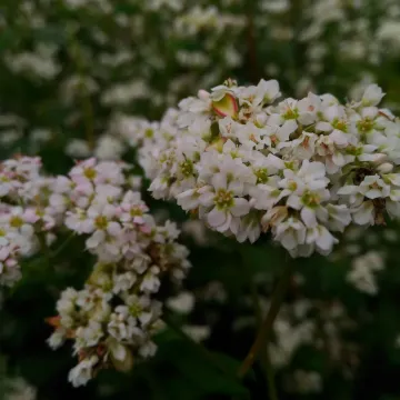 Ярославна