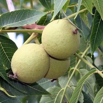 Лунгуеце