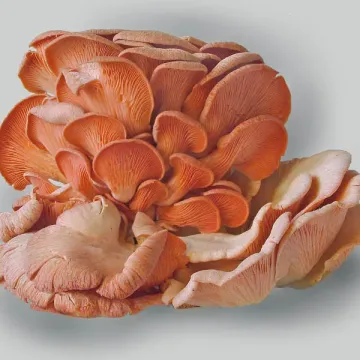 Вешенка розовая