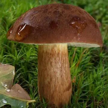 Польский