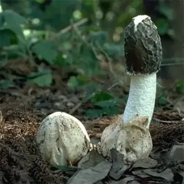 Веселка