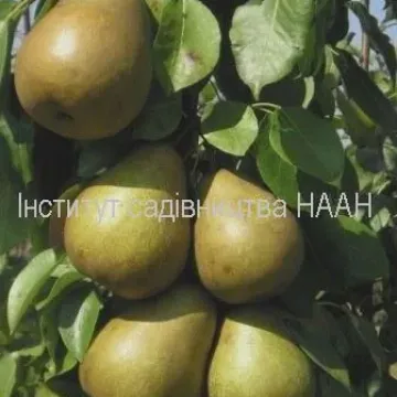 Черемшина