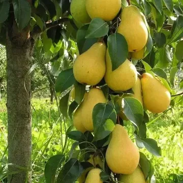 Чижовская