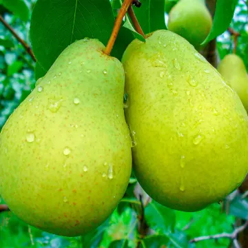 Ларинская