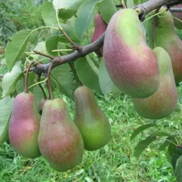 Parizhanka