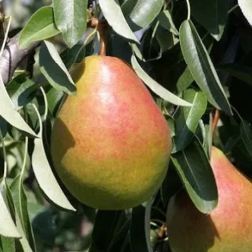 Пектораль