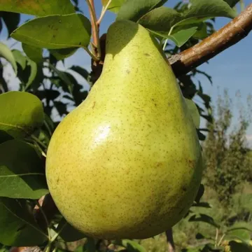 Ранняя Сергеева