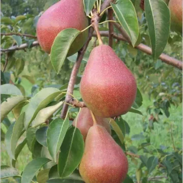 Румяная Кедрина