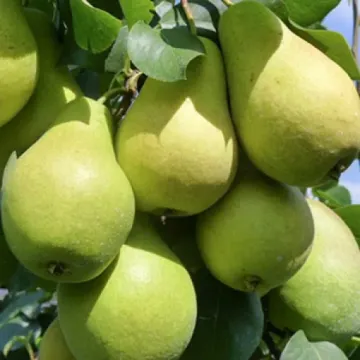 Селянка (Россошанская крупная)