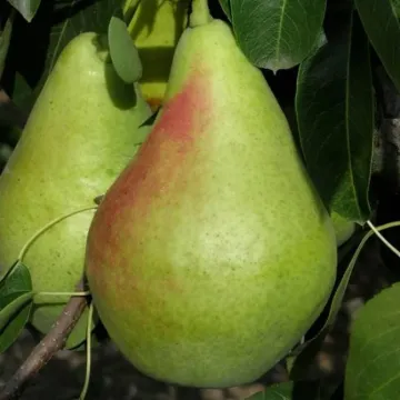Smerychka