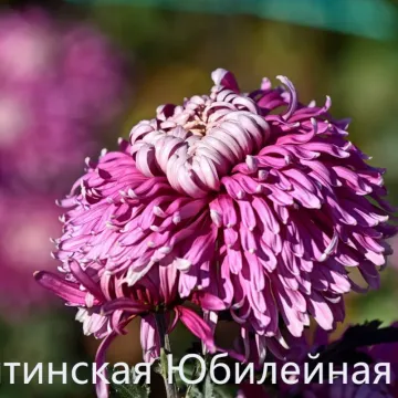 Ялтинська Ювілейна