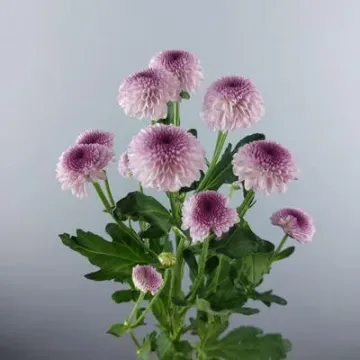 Чураивна